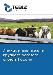 Анализ рынка живого крупного рогатого скота в России